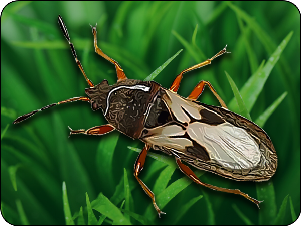 Chinch Bug Control